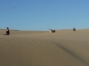 dune-solos